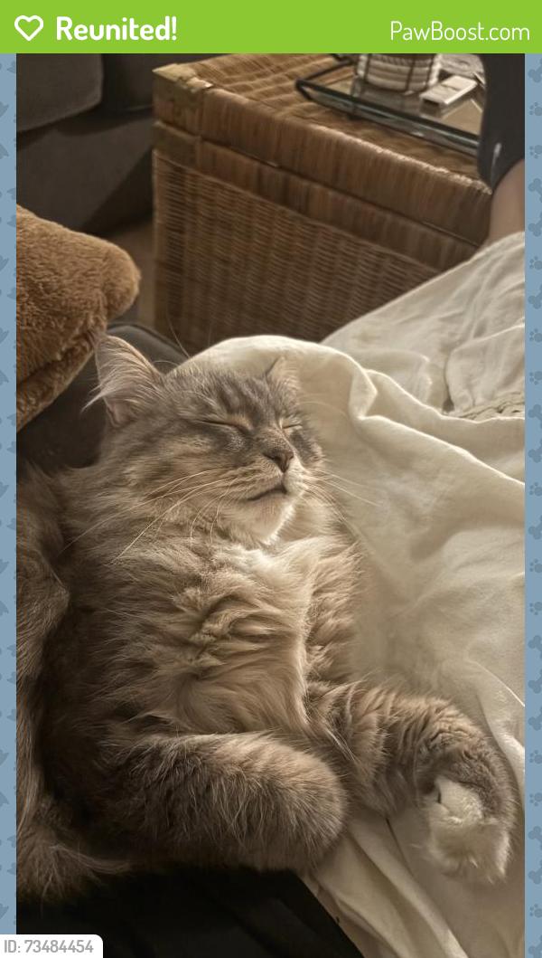 Reunited Female Cat last seen Lewellyn and Evans, Troutdale, OR 97060