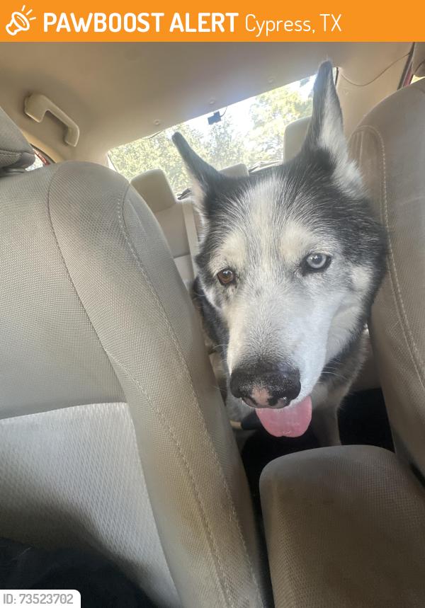 Found/Stray Male Dog last seen On the street going door to door., Cypress, TX 77429