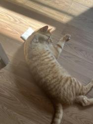 Lost Male Cat last seen Holycross, Worcester, MA 01607