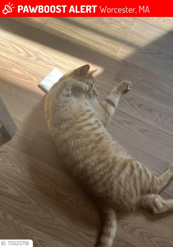 Lost Male Cat last seen Holycross, Worcester, MA 01607