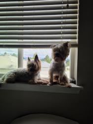 Reunited Male Dog last seen 256th, Kent, WA 98030