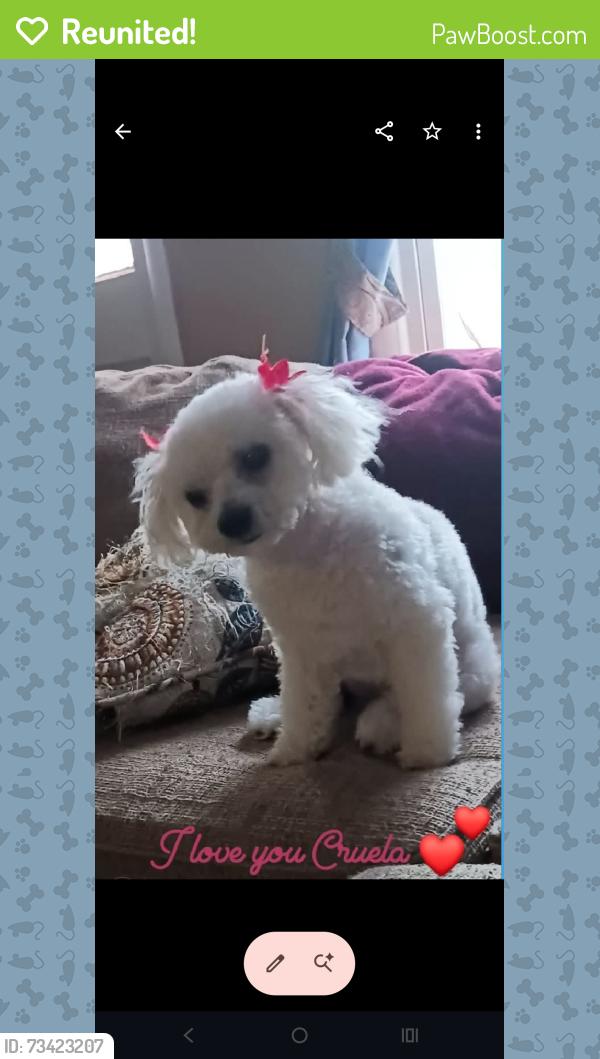 Reunited Female Dog last seen Cerca de Antioch high school, Nashville, TN 37013