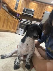 Reunited Male Dog last seen Highland Lakes Blvd and NE 209th St, Ojus, FL 33179