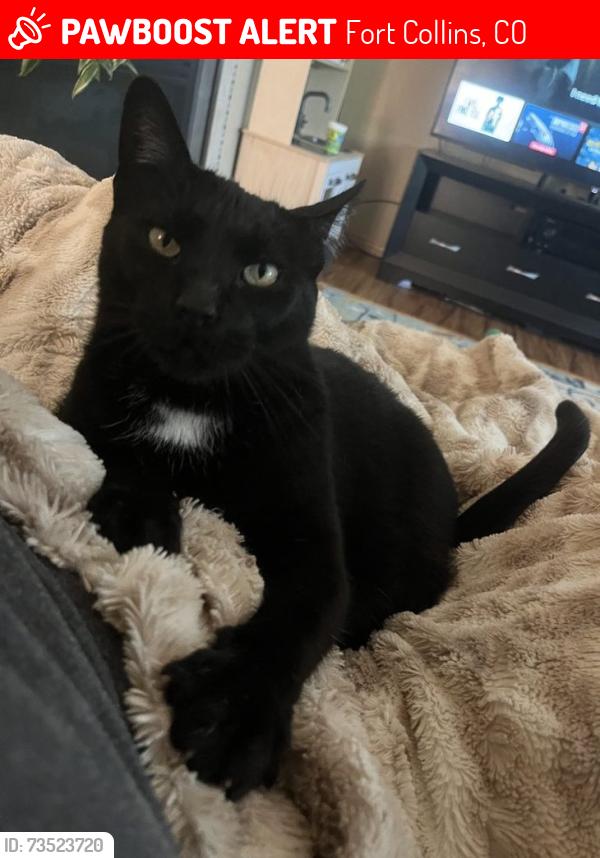 Lost Female Cat last seen Victoria Rd and Edgeware Rd, Fort Collins, CO 80525