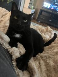 Lost Female Cat last seen Victoria Rd and Edgeware Rd, Fort Collins, CO 80525