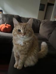 Reunited Male Cat last seen Sw 46th blvd near haile village, Gainesville, FL 32608