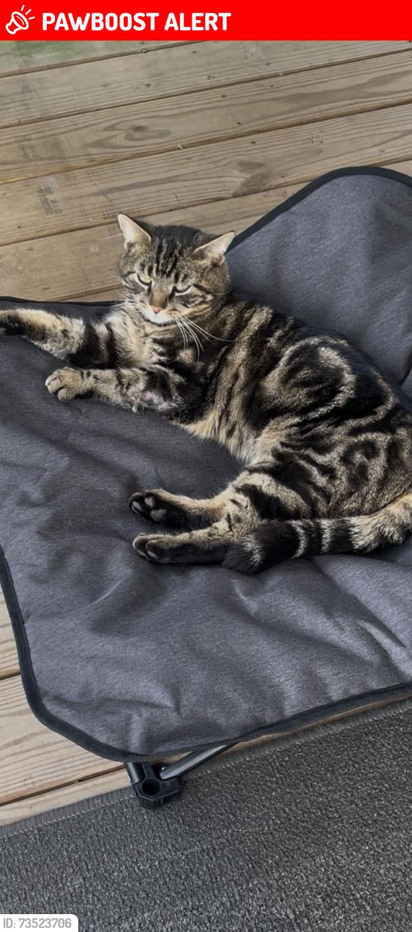 Lost Male Cat last seen Louisa Road and Merrie Mill Farm, Albemarle County, VA 22947