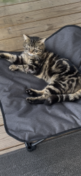 Lost Male Cat last seen Louisa Road and Merrie Mill Farm, Albemarle County, VA 22947