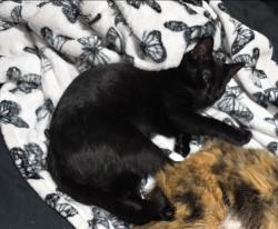 Reunited Male Cat last seen Hyatt resort, San Antonio, TX 78251