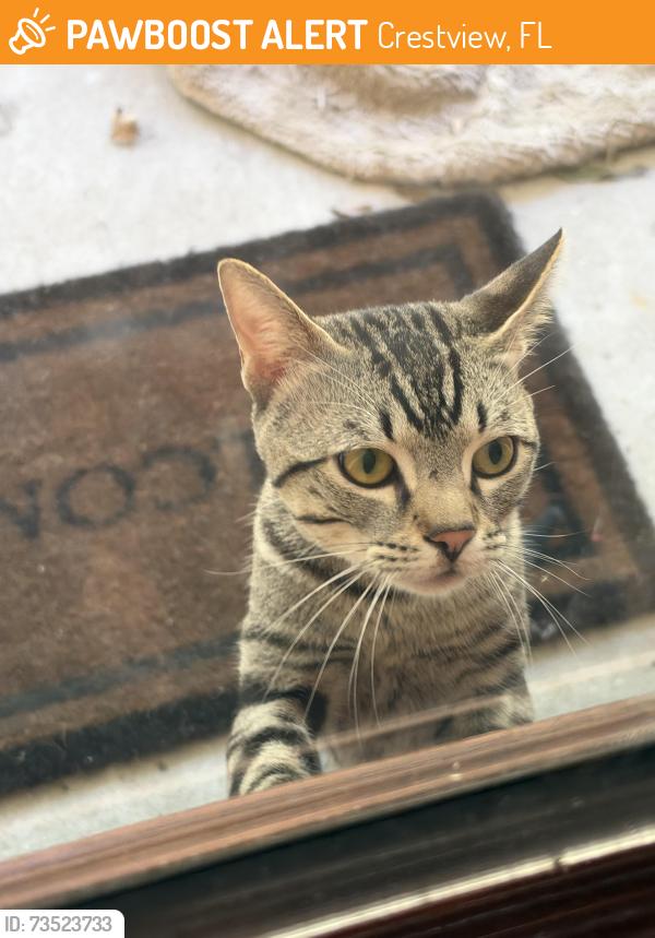 Found/Stray Male Cat last seen McDonald St and Lake Silver Rd, Crestview, FL 32536