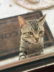 Found/Stray Male Cat last seen McDonald St and Lake Silver Rd, Crestview, FL 32536