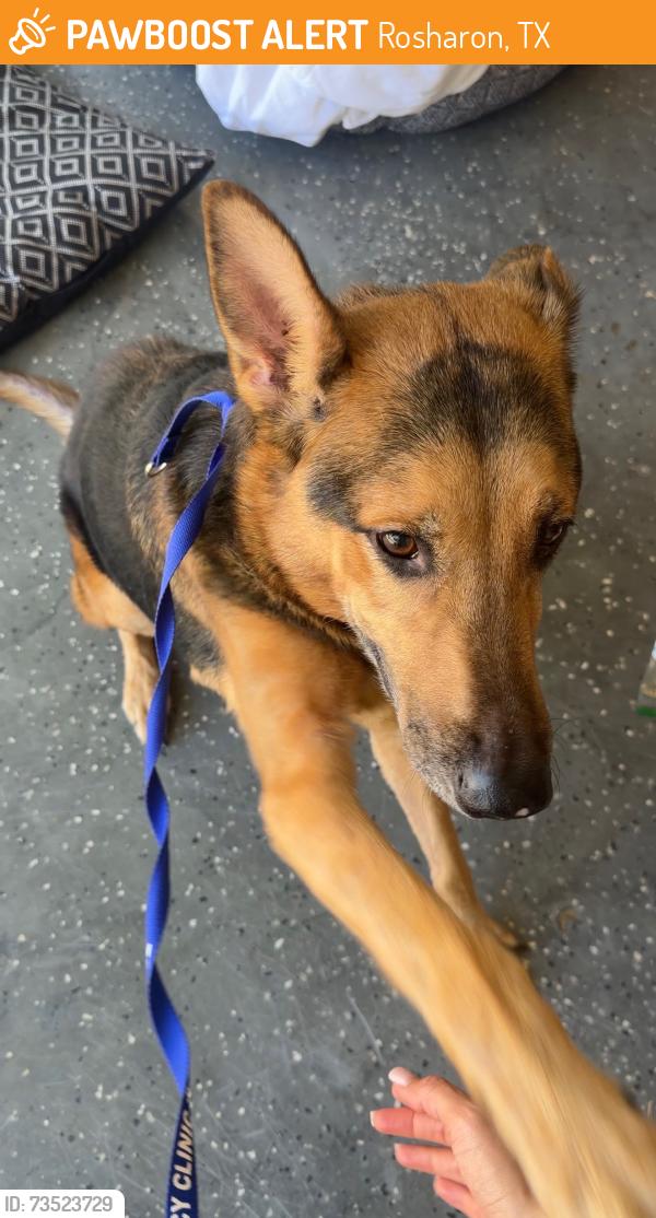 Found/Stray Female Dog last seen Jan Dr in Rosharon, TX, Rosharon, TX 77583