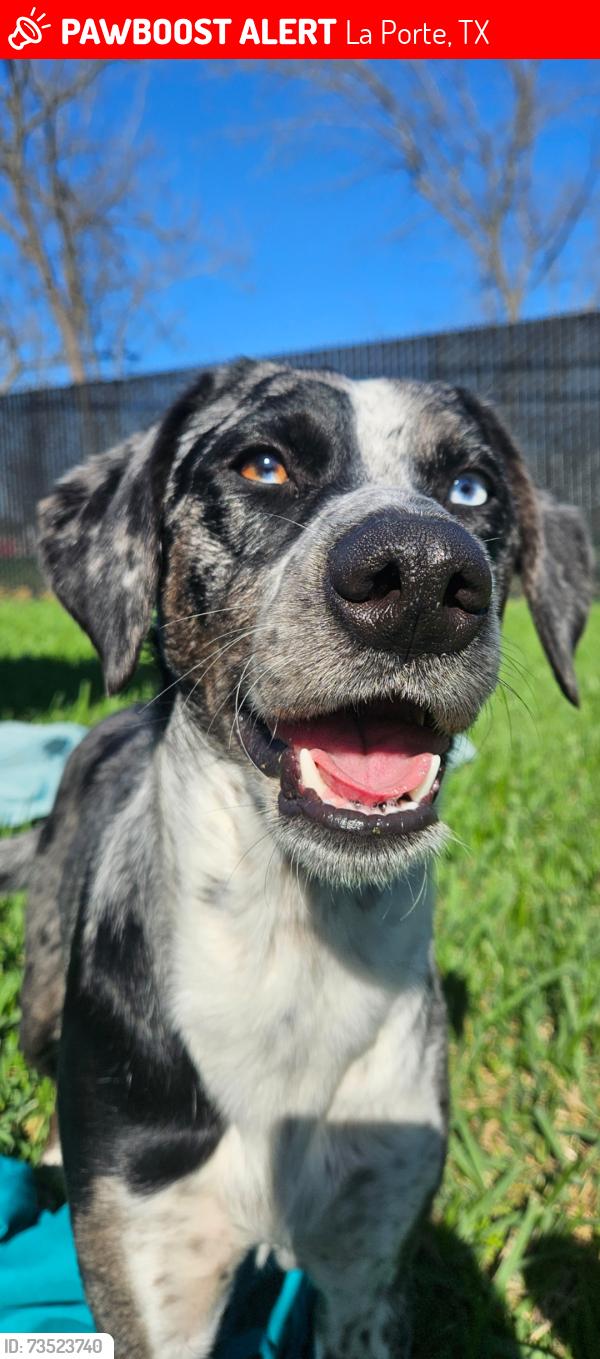 Lost Female Dog last seen N.P St La Porte, Tx, La Porte, TX 77571