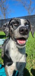 Lost Female Dog last seen N.P St La Porte, Tx, La Porte, TX 77571