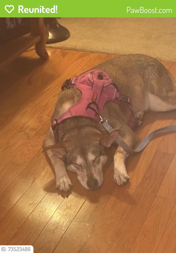 Reunited Female Dog last seen Bella vista and gantzel, San Tan Valley, AZ 85143