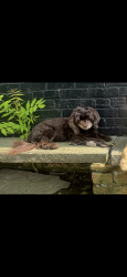 Lost Female Dog last seen Henry and School hse, Philadelphia, PA 19129