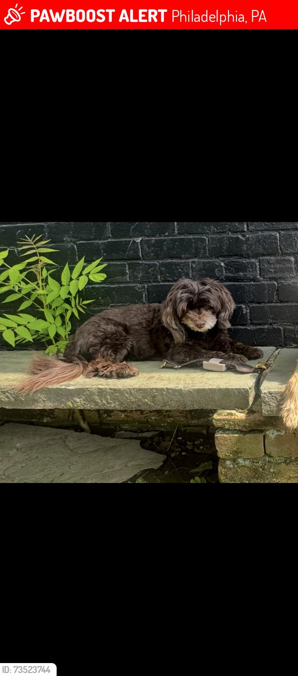 Lost Female Dog last seen Henry and School hse, Philadelphia, PA 19129