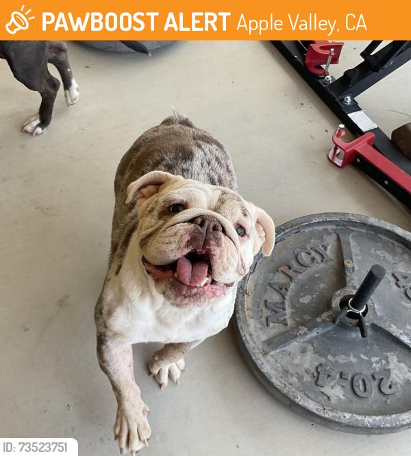 Found/Stray Female Dog last seen Thunderbird, Apple Valley, CA 92307