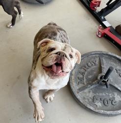 Found/Stray Female Dog last seen Thunderbird, Apple Valley, CA 92307