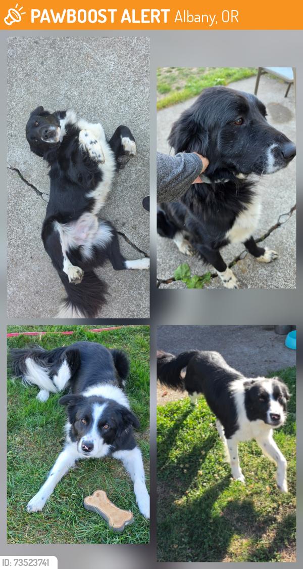 Found/Stray Male Dog last seen Gultra road Albany, Albany, OR 97322