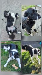 Found/Stray Male Dog last seen Gultra road Albany, Albany, OR 97322