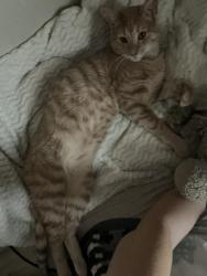 Reunited Male Cat last seen Near county street 2980 blanchard, oklahoma, Blanchard, OK 73010