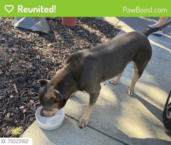 Reunited Male Dog last seen Near Colleen Dr, San Jose, CA 95123, USA, San Jose, CA 95123