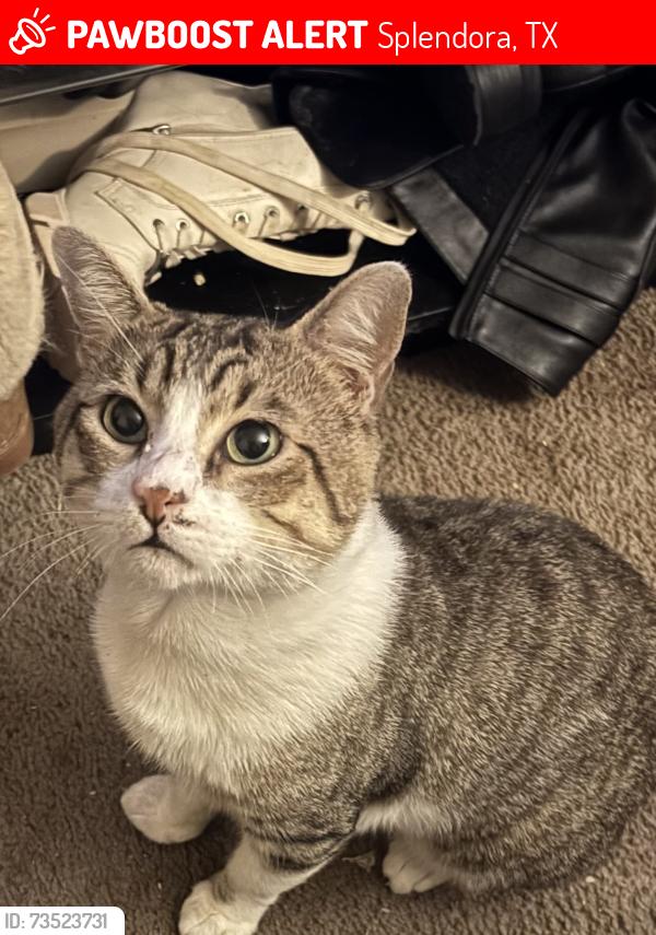 Lost Male Cat last seen Near E 12 Oaks Dr Splendora, TX 77372 United States, Splendora, TX 77372