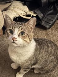 Lost Male Cat last seen Near E 12 Oaks Dr Splendora, TX 77372 United States, Splendora, TX 77372