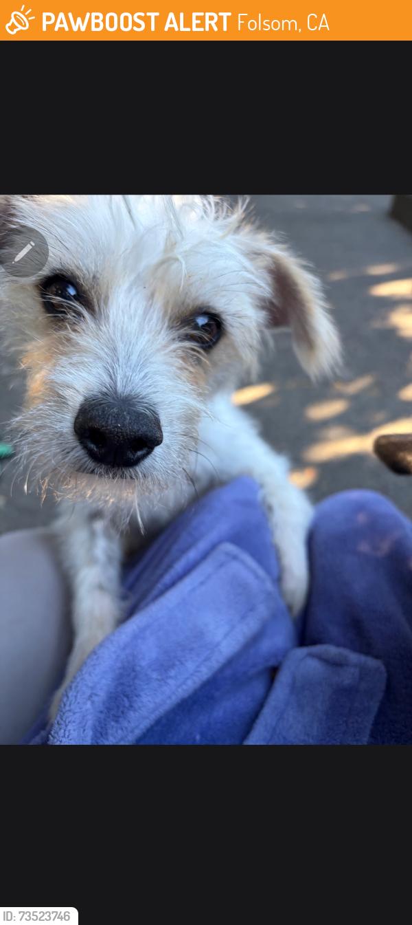 Found/Stray Unknown Dog last seen Folsom dog park, Folsom, CA 95630