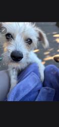 Found/Stray Unknown Dog last seen Folsom dog park, Folsom, CA 95630