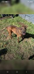 Reunited Male Dog last seen SE 15th St, Midwest City, OK 73110