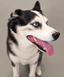 Reunited Male Dog last seen Behind Southside Baptist church, Sebring, FL 33870