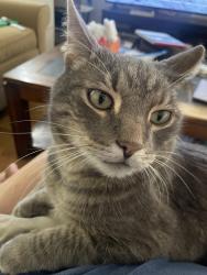 Reunited Male Cat last seen 44th and Lowell, Denver, CO 80212