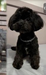 Reunited Female Dog last seen Near N Idyllwild Ave, Rialto, CA 92376, USA, Rialto, CA 92376