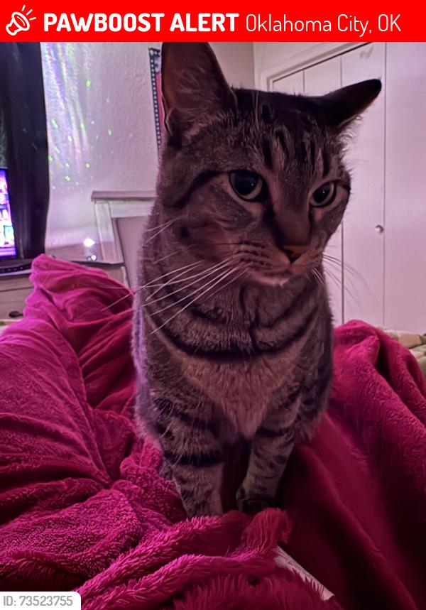 Lost Female Cat last seen Winchester run apmts, Oklahoma City, OK 73149