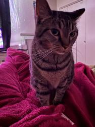 Lost Female Cat last seen Winchester run apmts, Oklahoma City, OK 73149