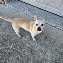 Found/Stray Male Dog last seen Hollow Creek, Denham Springs, LA 70726