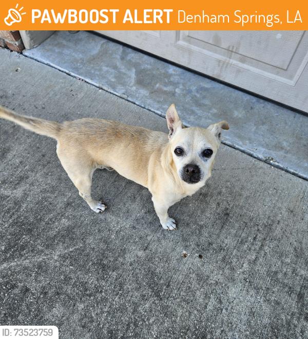 Found/Stray Male Dog last seen Hollow Creek, Denham Springs, LA 70726