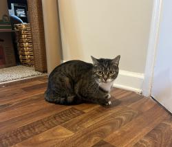 Reunited Unknown Cat last seen Harris teeter on reynolda, Winston-Salem, NC 27106