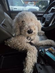 Lost Male Dog last seen Country club place and hillside, Wichita, KS 67208