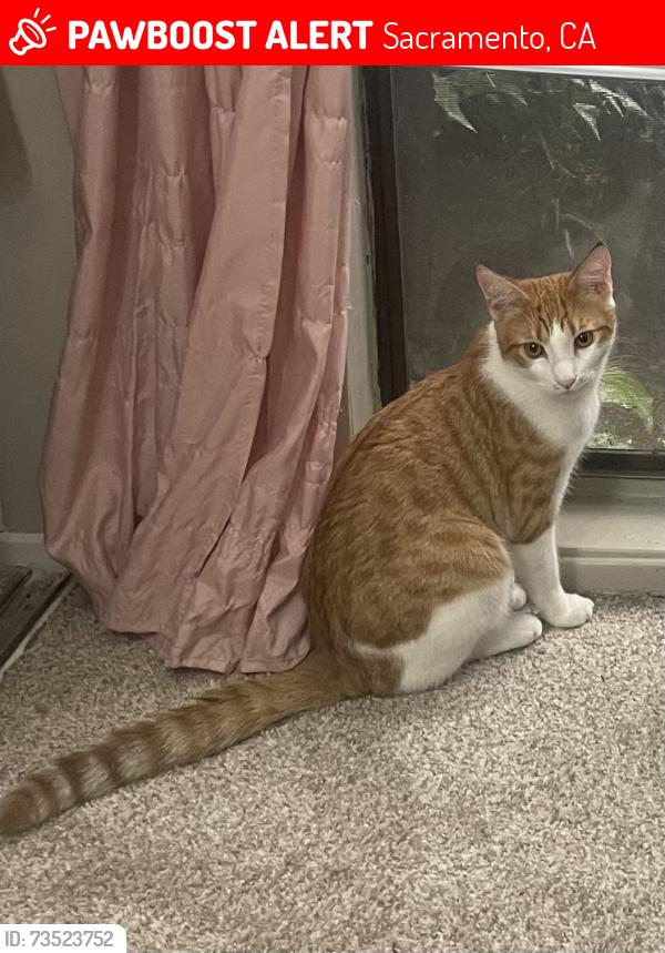 Lost Male Cat last seen Bradshaw RD & Goethe RD, Sacramento, CA 95827