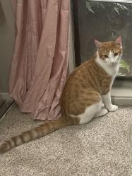Lost Male Cat last seen Bradshaw RD & Goethe RD, Sacramento, CA 95827