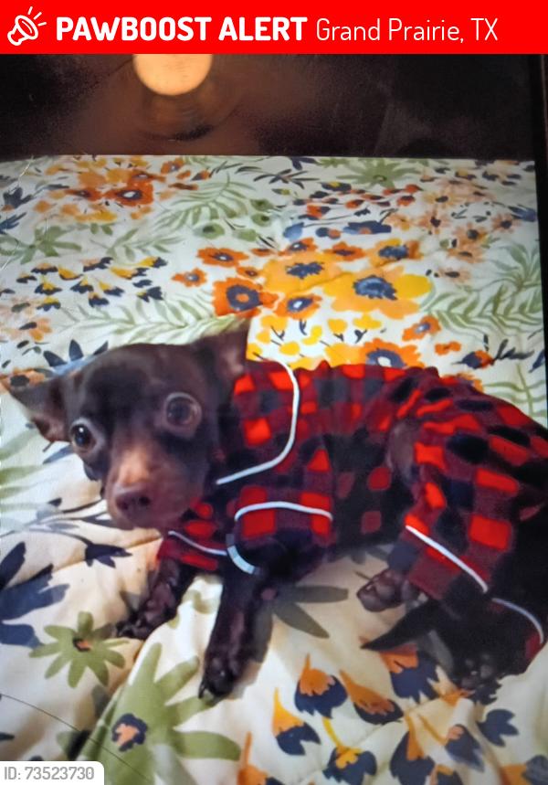 Lost Male Dog last seen Near Christina PL Grand Prairie tx 75051, Grand Prairie, TX 75051