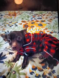 Lost Male Dog last seen Near Christina PL Grand Prairie tx 75051, Grand Prairie, TX 75051