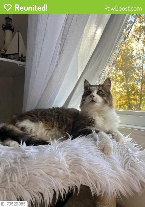 Reunited Unknown Cat last seen Metro grocery store, Rosemère, QC J7A 1K3