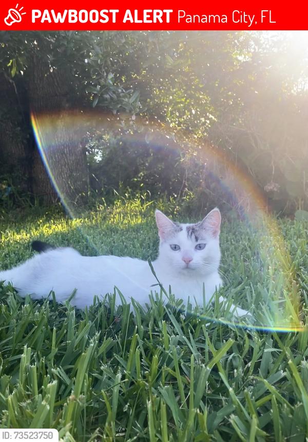 Lost Female Cat last seen Island View Dr, 390/St Andrews Blvd, Panama City, FL 32405