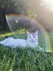 Lost Female Cat last seen Island View Dr, 390/St Andrews Blvd, Panama City, FL 32405