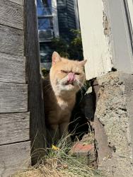 Found/Stray Unknown Cat last seen Near Hancock st Cambridge MA 02139, Cambridge, MA 02139