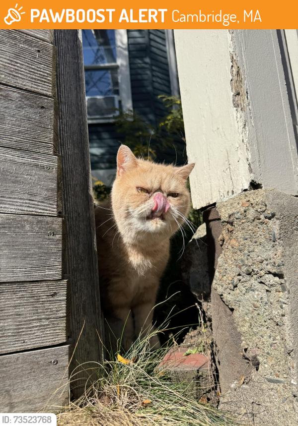 Found/Stray Unknown Cat last seen Near Hancock st Cambridge MA 02139, Cambridge, MA 02139